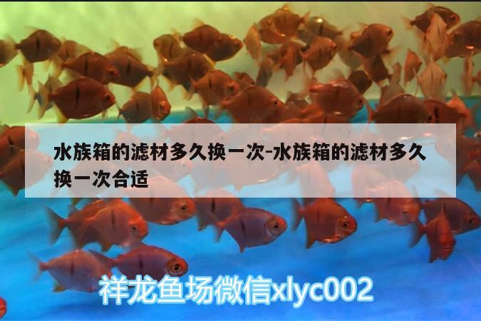 水族箱的滤材多久换一次:水族箱的滤材多久换一次合适