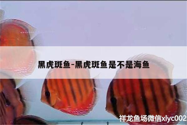 黑虎斑鱼:黑虎斑鱼是不是海鱼