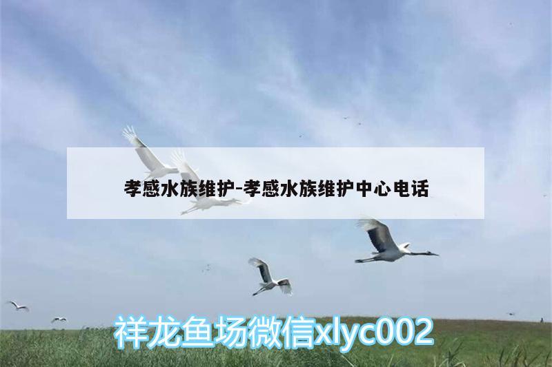 孝感水族维护:孝感水族维护中心电话 祥龙金禾金龙鱼