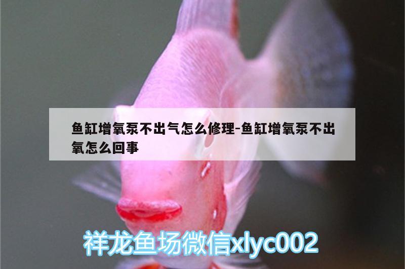 鱼缸增氧泵不出气怎么修理:鱼缸增氧泵不出氧怎么回事 温控设备