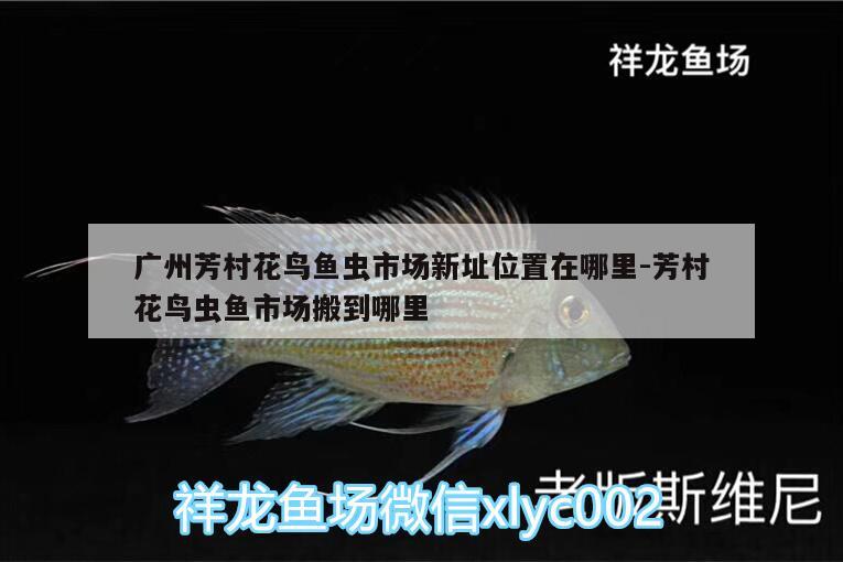 广州芳村花鸟鱼虫市场新址位置在哪里:芳村花鸟虫鱼市场搬到哪里