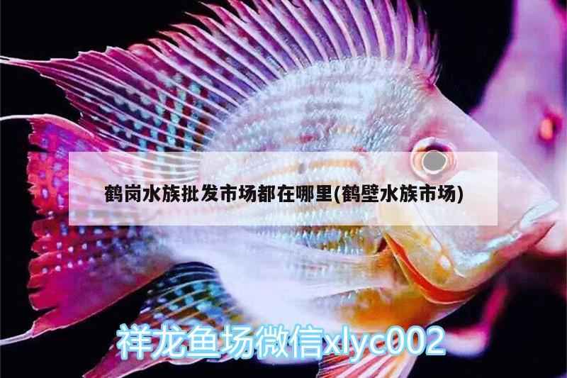 鹤岗水族批发市场都在哪里(鹤壁水族市场) 观赏鱼水族批发市场