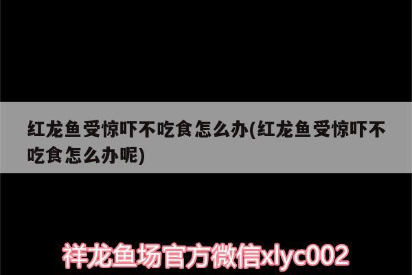 红龙鱼受惊吓不吃食怎么办(红龙鱼受惊吓不吃食怎么办呢) 杀菌消毒设备