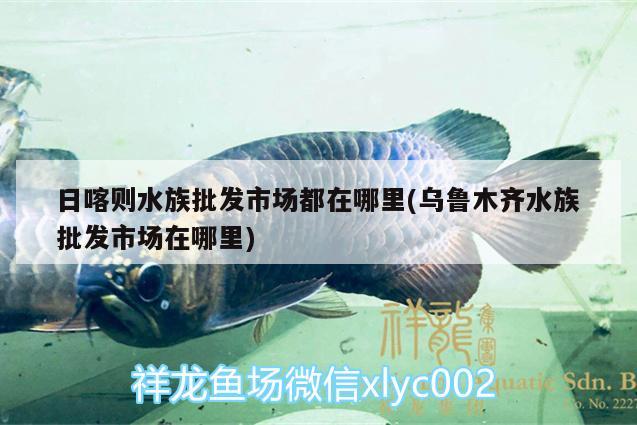 日喀则水族批发市场都在哪里(乌鲁木齐水族批发市场在哪里) 观赏鱼水族批发市场