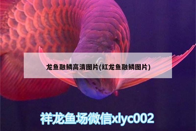 龙鱼融鳞高清图片(红龙鱼融鳞图片) 黄金鸭嘴鱼 第2张