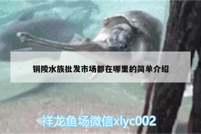 铜陵水族批发市场都在哪里的简单介绍