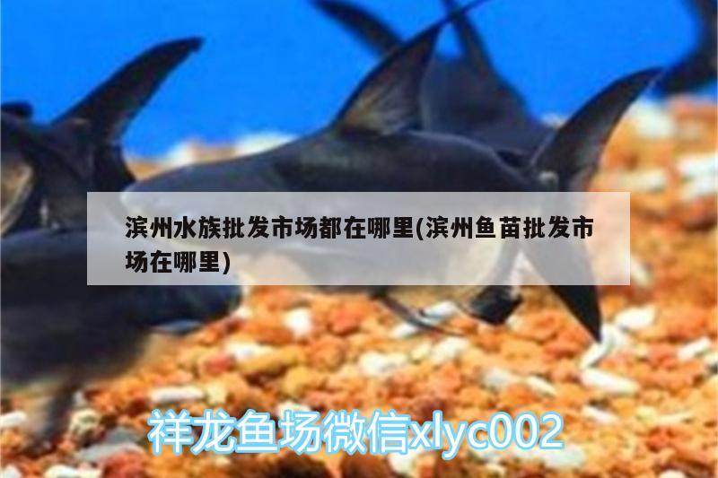 滨州水族批发市场都在哪里(滨州鱼苗批发市场在哪里)