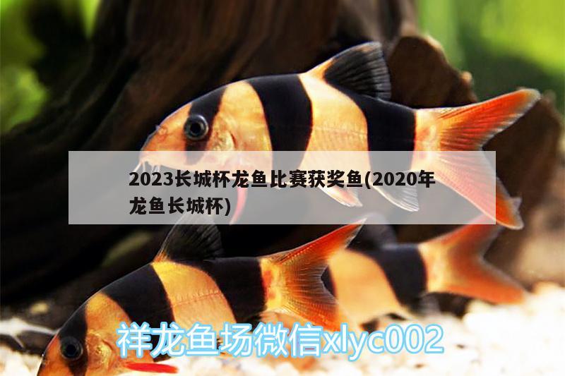 2023长城杯龙鱼比赛获奖鱼(2020年龙鱼长城杯) 2024第28届中国国际宠物水族展览会CIPS（长城宠物展2024 CIPS）