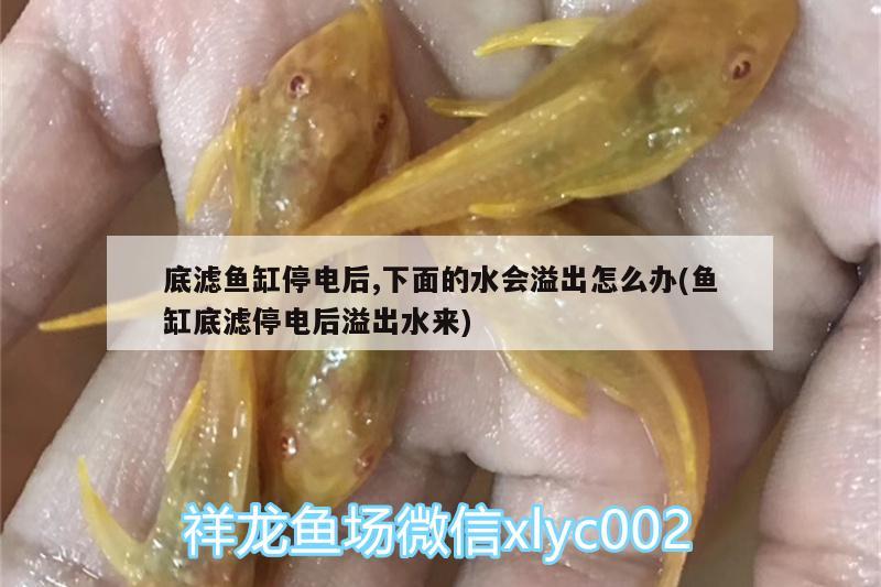 底滤鱼缸停电后,下面的水会溢出怎么办(鱼缸底滤停电后溢出水来)