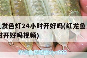 红龙鱼发色灯24小时开好吗(红龙鱼发色灯24小时开好吗视频)