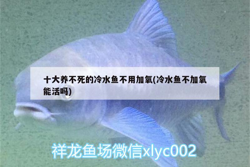 十大养不死的冷水鱼不用加氧(冷水鱼不加氧能活吗)