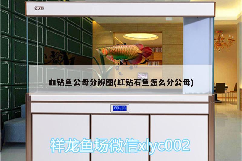 血钻鱼公母分辨图(红钻石鱼怎么分公母) 金三间鱼