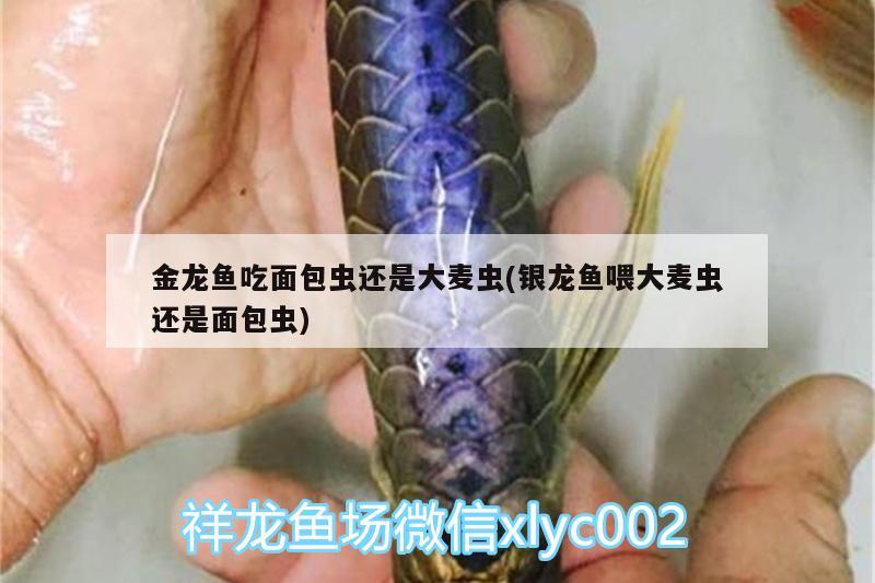 金龙鱼吃面包虫还是大麦虫(银龙鱼喂大麦虫还是面包虫)