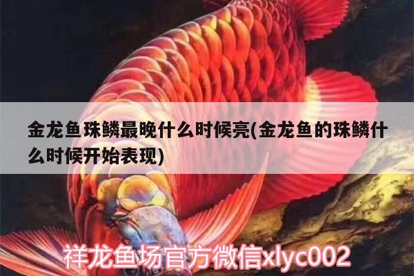 金龙鱼珠鳞最晚什么时候亮(金龙鱼的珠鳞什么时候开始表现) 红龙专用鱼粮饲料