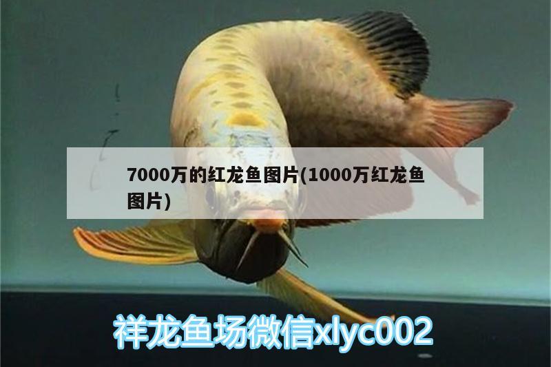 7000万的红龙鱼图片(1000万红龙鱼图片)