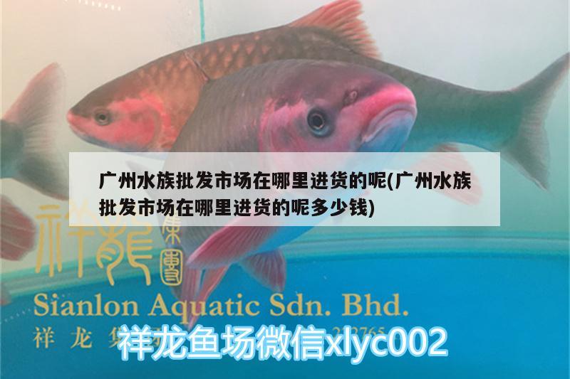 广州水族批发市场在哪里进货的呢(广州水族批发市场在哪里进货的呢多少钱)