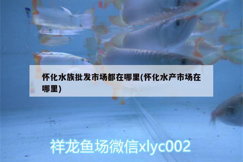 怀化水族批发市场都在哪里(怀化水产市场在哪里)