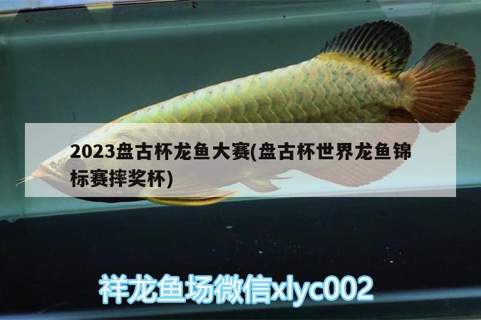 2023盘古杯龙鱼大赛(盘古杯世界龙鱼锦标赛摔奖杯)