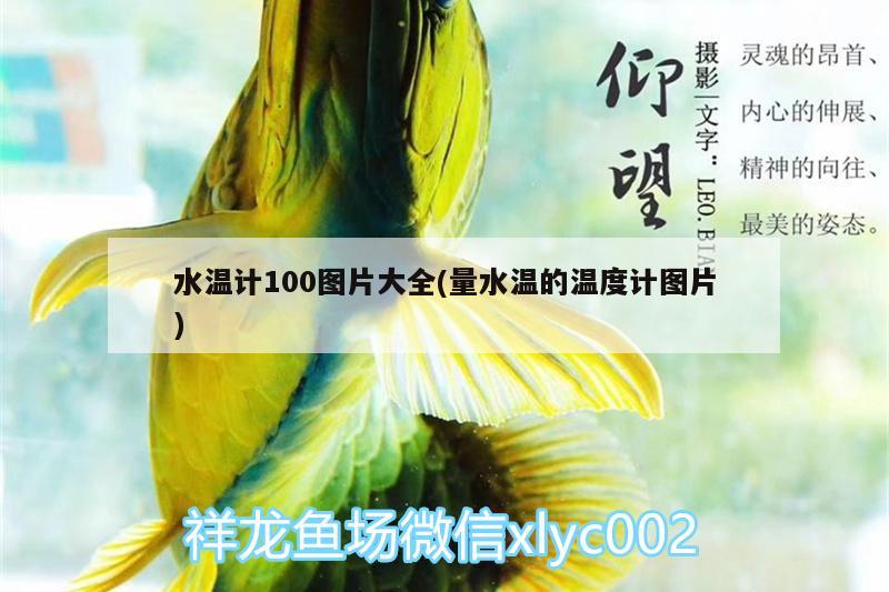 水温计100图片大全(量水温的温度计图片) 水温计