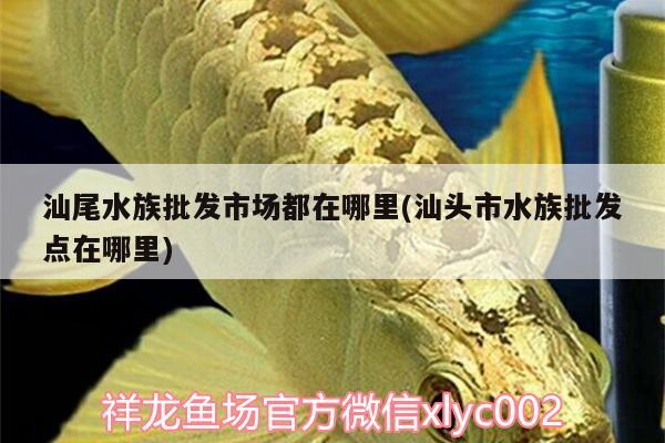 汕尾水族批发市场都在哪里(汕头市水族批发点在哪里)