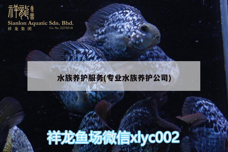 水族养护服务(专业水族养护公司)