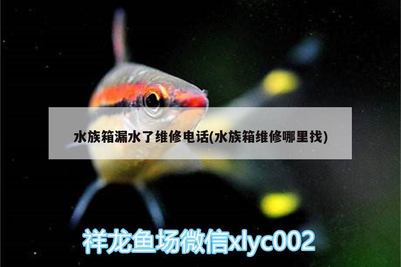 水族箱漏水了维修电话(水族箱维修哪里找)