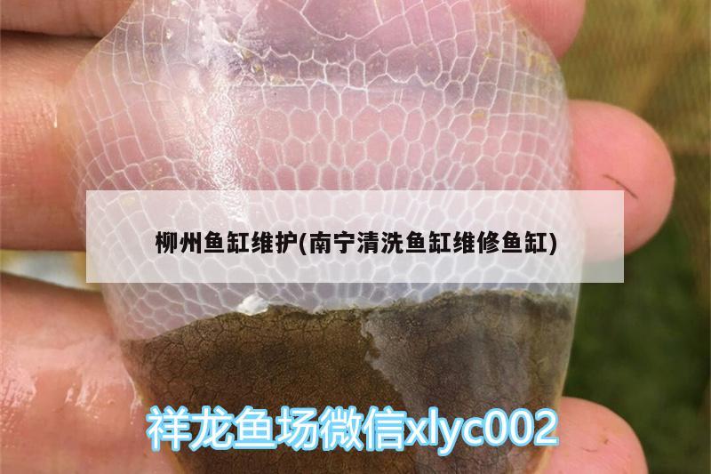 柳州鱼缸维护(南宁清洗鱼缸维修鱼缸) 狗仔招财猫鱼