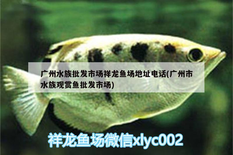 广州水族批发市场祥龙鱼场地址电话(广州市水族观赏鱼批发市场)