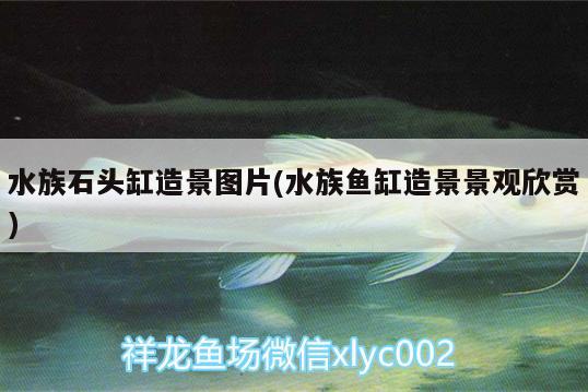 水族石头缸造景图片(水族鱼缸造景景观欣赏) 一眉道人鱼苗