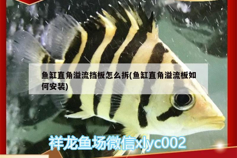 鱼缸直角溢流挡板怎么拆(鱼缸直角溢流板如何安装) 帝王三间鱼