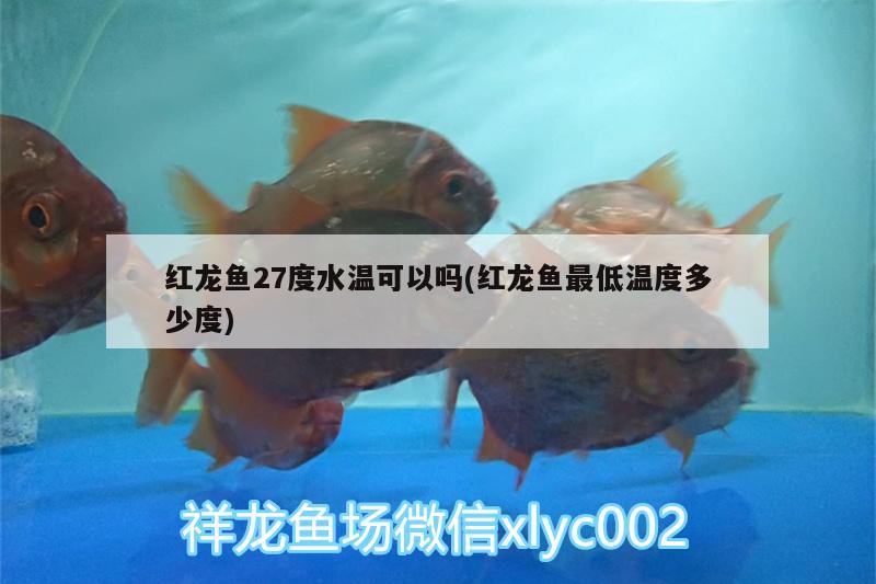 红龙鱼27度水温可以吗(红龙鱼最低温度多少度)