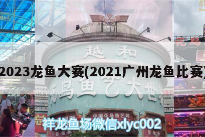 2023龙鱼大赛(2021广州龙鱼比赛)