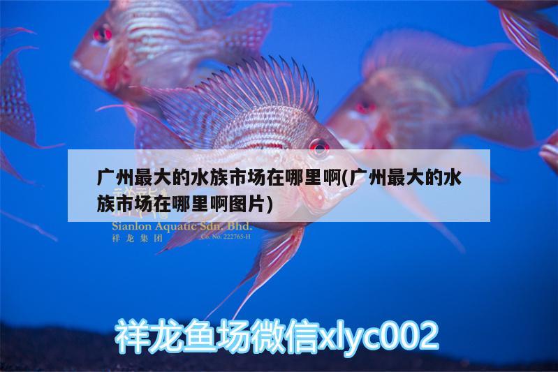 广州最大的水族市场在哪里啊(广州最大的水族市场在哪里啊图片)