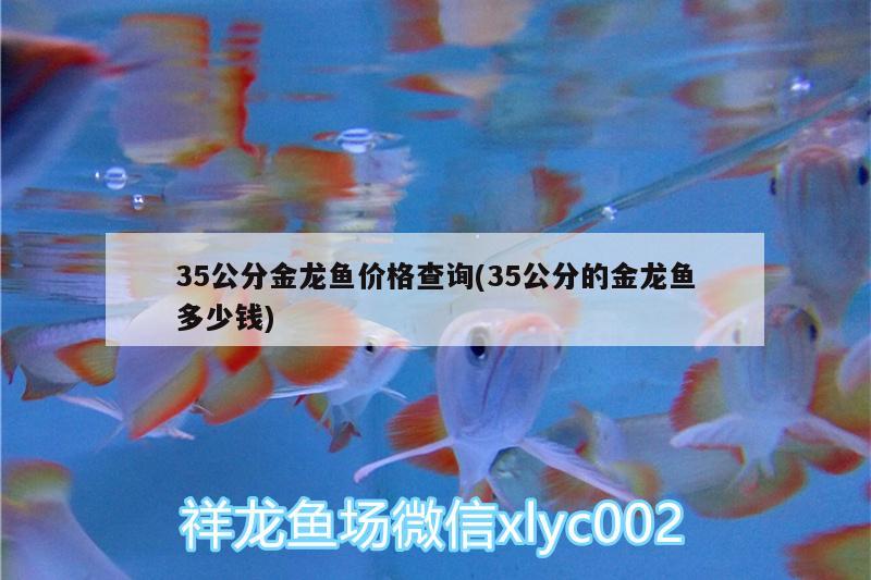 35公分金龙鱼价格查询(35公分的金龙鱼多少钱) 三色锦鲤鱼