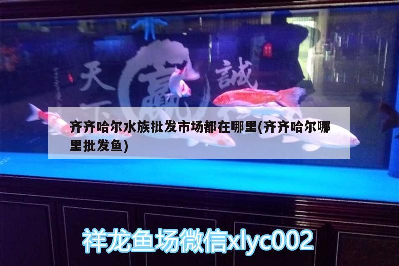 齐齐哈尔水族批发市场都在哪里(齐齐哈尔哪里批发鱼) 观赏鱼水族批发市场