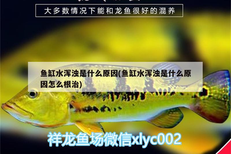 鱼缸水浑浊是什么原因(鱼缸水浑浊是什么原因怎么根治)