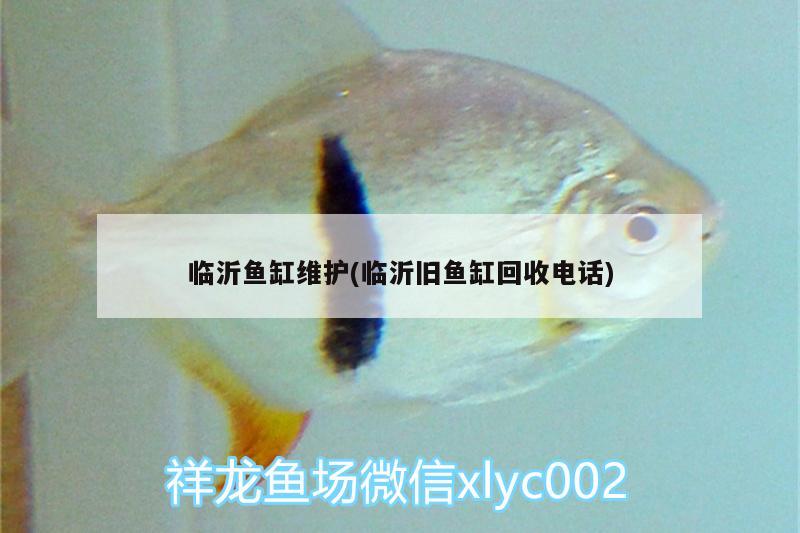 临沂鱼缸维护(临沂旧鱼缸回收电话) 锦鲤鱼