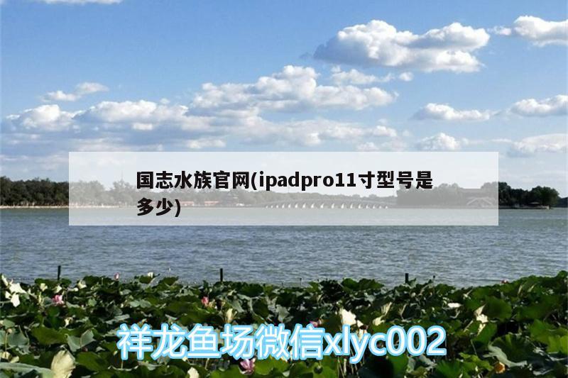 国志水族官网(ipadpro11寸型号是多少) 三色锦鲤鱼