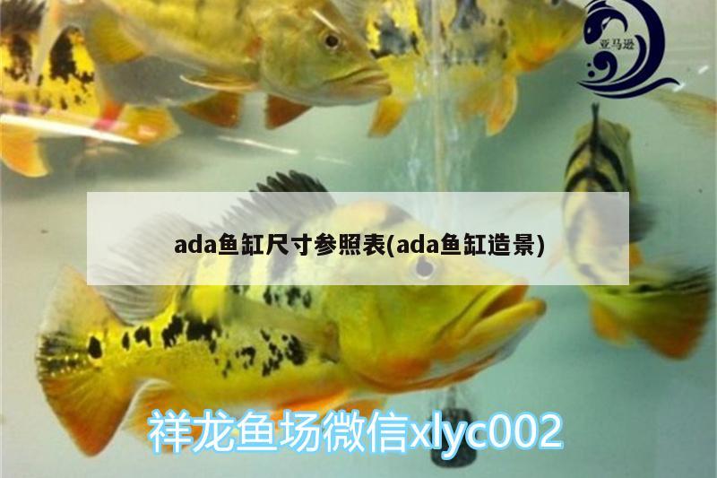 ada鱼缸尺寸参照表(ada鱼缸造景) 红龙福龙鱼