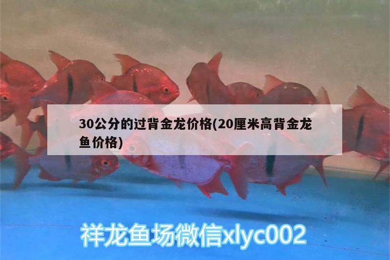 30公分的过背金龙价格(20厘米高背金龙鱼价格)