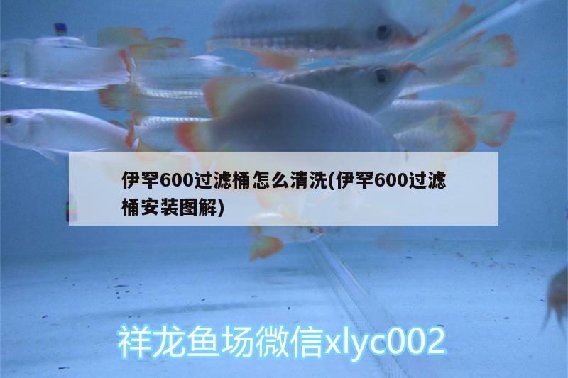 伊罕600过滤桶怎么清洗(伊罕600过滤桶安装图解)