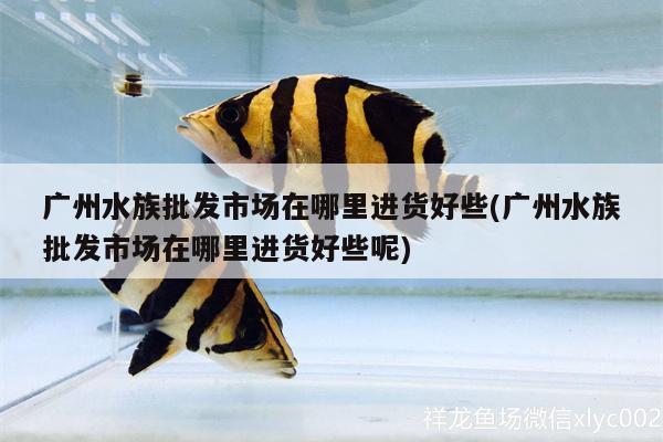 广州水族批发市场在哪里进货好些(广州水族批发市场在哪里进货好些呢) 观赏鱼水族批发市场 第3张