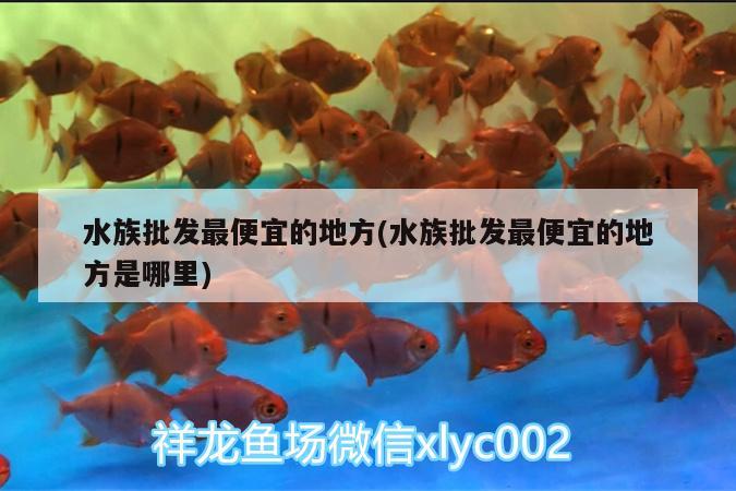 水族批发最便宜的地方(水族批发最便宜的地方是哪里)