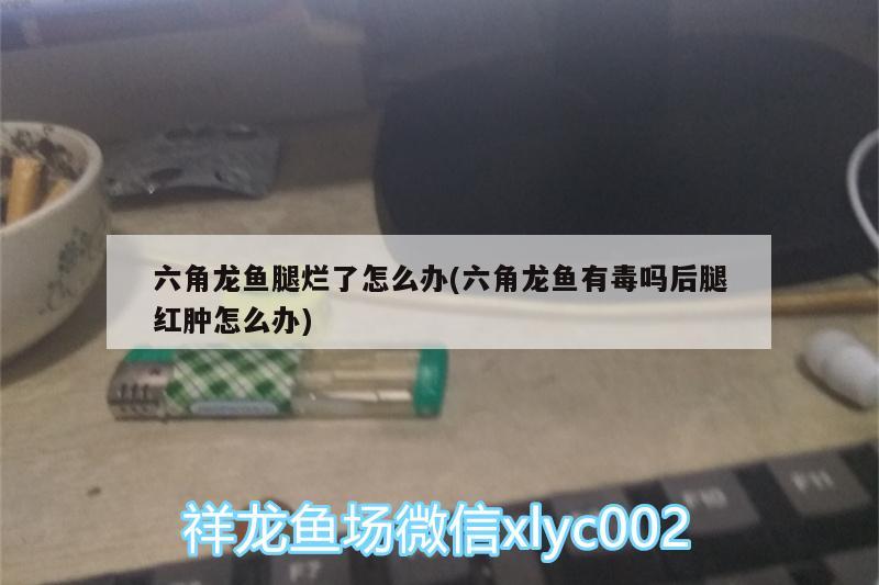 六角龙鱼腿烂了怎么办(六角龙鱼有毒吗后腿红肿怎么办) 金老虎鱼