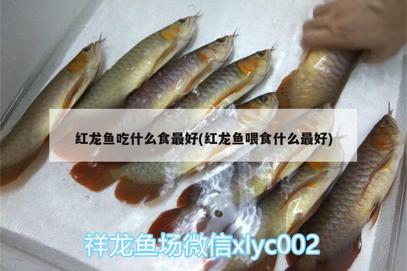 红龙鱼吃什么食最好(红龙鱼喂食什么最好)