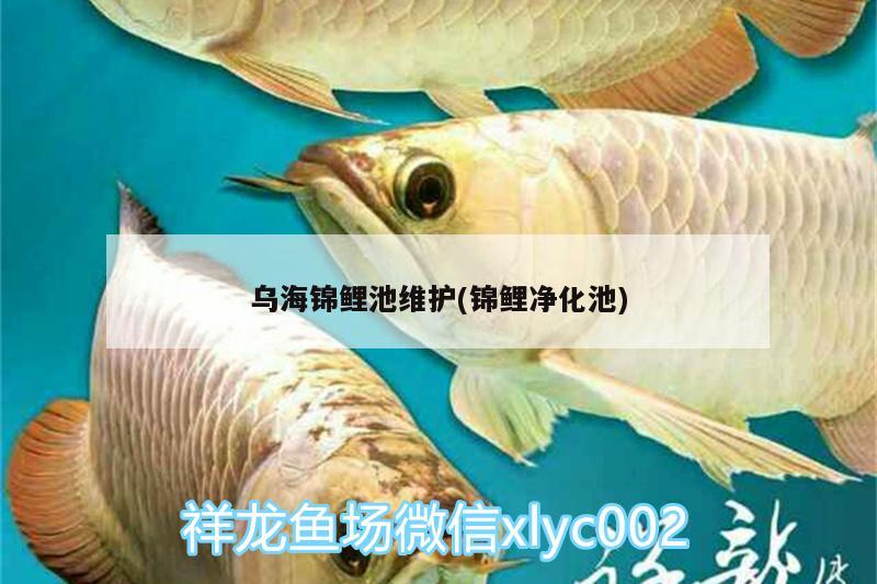 乌海锦鲤池维护(锦鲤净化池)