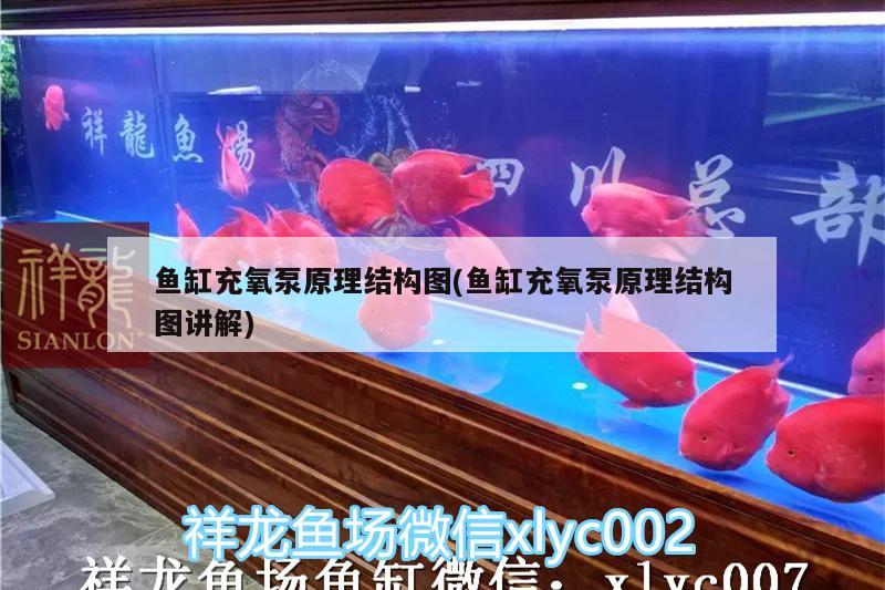 鱼缸充氧泵原理结构图(鱼缸充氧泵原理结构图讲解) 蝴蝶鲤鱼苗