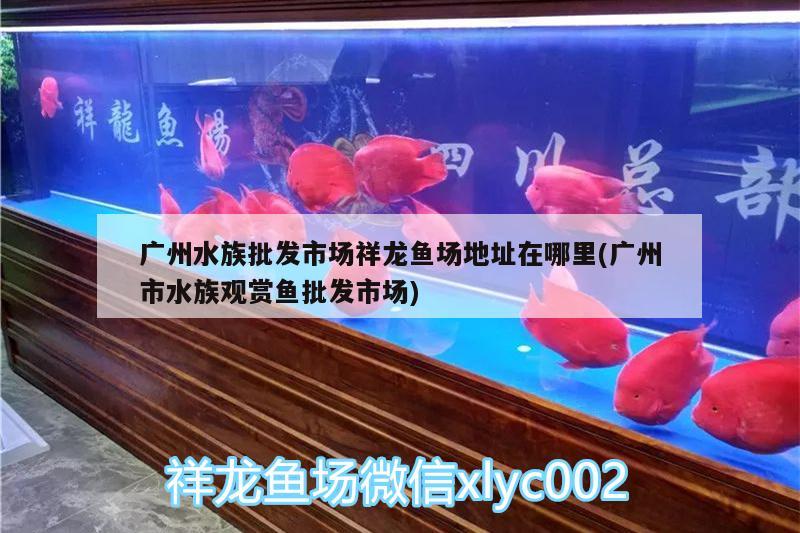 广州水族批发市场祥龙鱼场地址在哪里(广州市水族观赏鱼批发市场) 观赏鱼批发