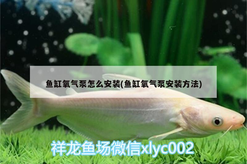 鱼缸氧气泵怎么安装(鱼缸氧气泵安装方法) 虎鱼鱼苗