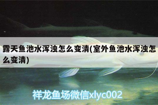 露天鱼池水浑浊怎么变清(室外鱼池水浑浊怎么变清) 广州水族批发市场